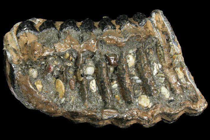 Partial Southern Mammoth Molar - Hungary #111884